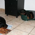 chien DM (43)